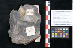 Foto (Objekt + Etikett) von Flabellaria sublongirhachis Ettingshausen (NHMW-GEO-2024-0188-10230)